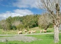 Cabaña Rucachelin, Chonchi